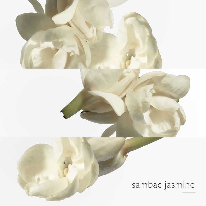 Le Jardín de Monsieur Li EDT 50ml-3