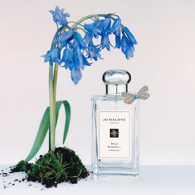Wild-Bluebell-EDC.jpg
